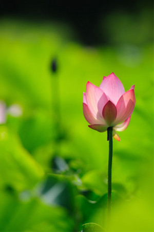 Lotus Flower Religious