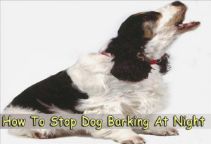 Dog Barking at Night-Learn How to Stop Dog Barking at Night