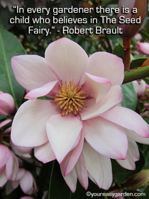 Fairy Magnolia 'Blush' - gardening quote