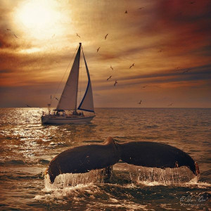 how gorgeous is this sunset with whale and a sailboat wow