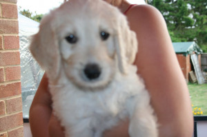F2 Goldendoodle Puppies for Sale