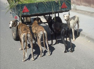 Spanish hunting dogs live their entire life on the brink of starvation ...
