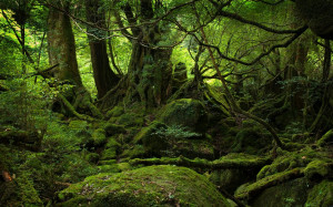 forest-yakushima_forest.jpg