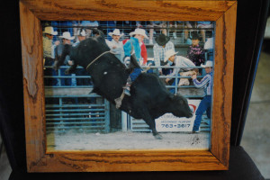 Displaying 18> Images For - Bull Riding Poems...