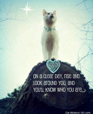 Domino is as loyal as bear and likes to take thing slow and easy. I ...