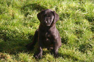 Beautiful Black Labrador Puppies
