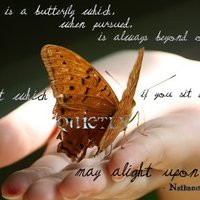 butterfly quotes photo: The Butterfly QuietButterfly.jpg