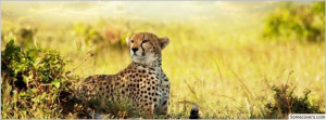 Cheetah Hd Facebook Timeline Cover