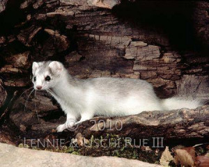Short Tail Weasel