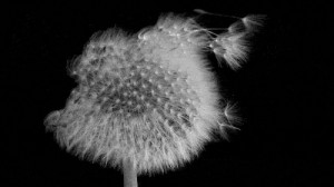 awesome, black and white, blow, cool, cute, dance, dandelion ...
