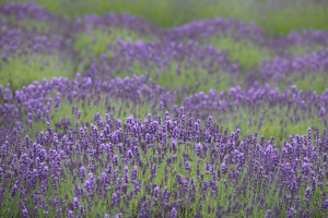Lavender Field Tasmania Psp