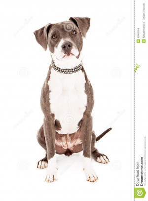 Sad Pit Bull Pit bull mixed breed dog