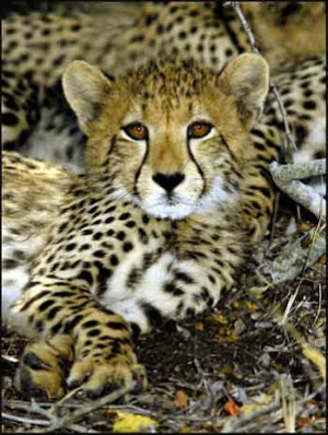 Baby cheetahs pictures,Cheetahs cubs Images,