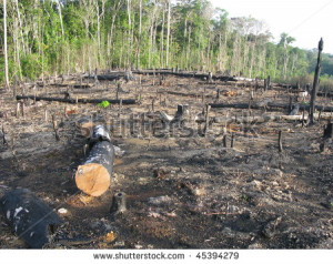 Destroyed by burning tropical rainforest in Amazonia Photo taken 20 01 ...