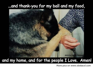 Dog Love Quotes and Sayings