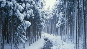 Winter Woods Trees Wallpaper