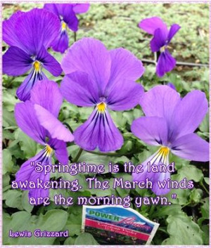 Spring Garden Quote on Corsican violets