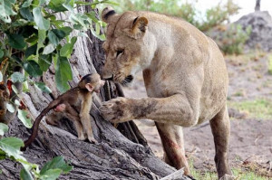 Lioness Defend Baby Baboon after Killing his Mother (10 pics)