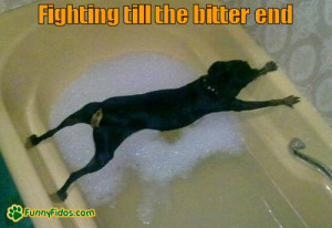 funny-dog-picture-fighting-till-the-bitter-end.jpg