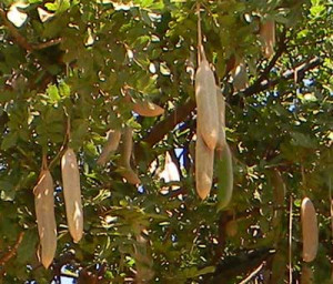 Sausage Tree Kigelia africana, a tree with