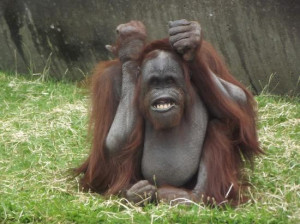 Funny Orangutan