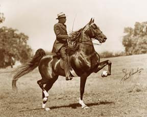 ... Champion Five-Gaited Stake horse for each consecutive year until 1953