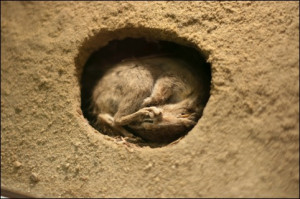 Figure 1. A hibernating chipmunk (From Michael Himbeault/Flickr )