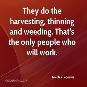 ... , thinning and weeding. That's the only people who will work