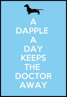 Dapple a Day Keeps the Doctor Away - #dapple #dachshund