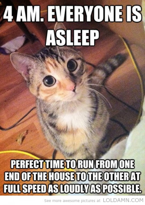 Funny-cat-night-running-around-the-house-quote by ComputerGuy22