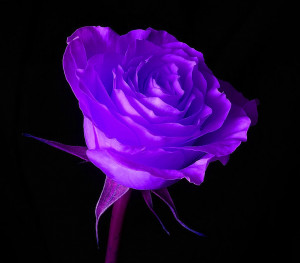 free flowers black purple desktop wallpaper purple rose uploaded by ...