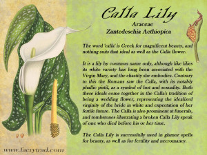 Calla Lily: Araceae, Zantedeschia Aethiopica - The word 'calla' is ...
