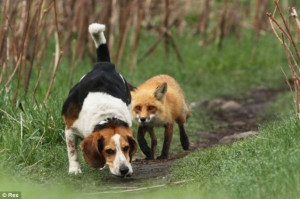He’s behind you! The fox trots behind the beagle, which is seemingly ...
