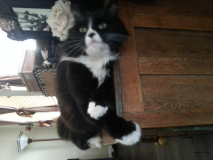 Sylvester The Cat Merchandise