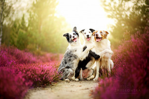 26 of the Best Quotes About Dogs (and Other Animals)