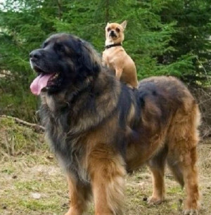 当前位置：世界最大的狗 - 世界最大的狗