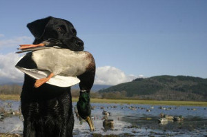 Duck Hunting Dog Breeds