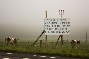Cows in a field by a roadside. There is a sign that reads (in French ...