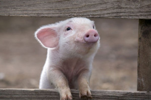 animal, cute, funny, pig, pink