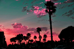 tree sky water pink Los Angeles clouds beach sand ocean sea palm trees ...