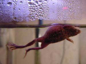 albino african clawed frog bloat
