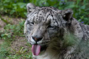 funny snow leopard funny video of dog talking funny nissan jokes funny ...