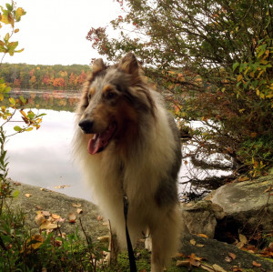 Touching Dog Quotes and Sayings