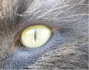 Conjunctivitis In Cats
