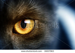 stock-photo-cat-s-eye-16837963.jpg