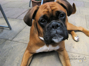 Boxer Dog Gallery