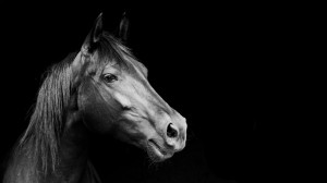 ... 4069 Category: Animals Hd Wallpapers Subcategory: Horses Hd Wallpapers