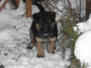 My puppy with small ears dscf3228 jpg