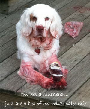 Cute and Funny Dogs That Look Ashamed