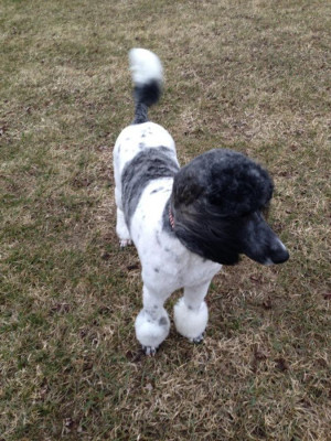 Chocolate and White Parti Standard Poodle